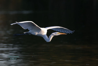 Egret