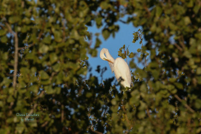Egret