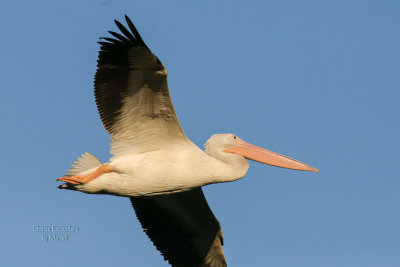 White Pelican