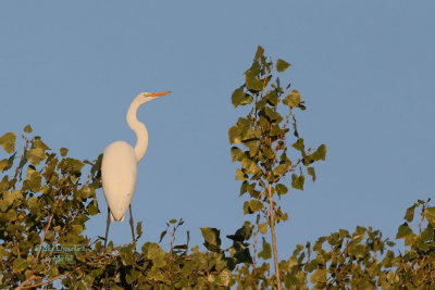 Egret