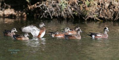 American  Wigeons