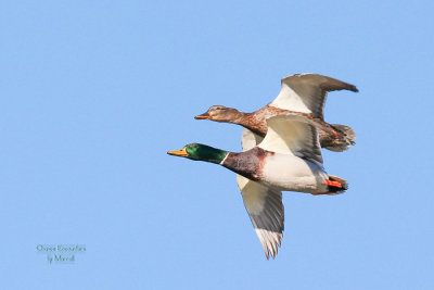 Mallards
