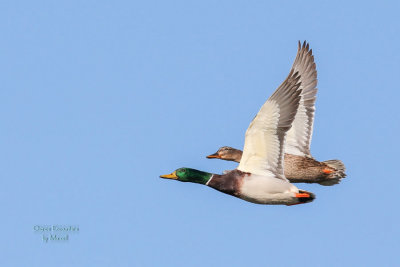 Mallards