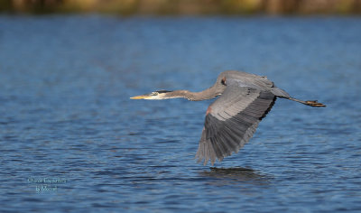 Blue Heron