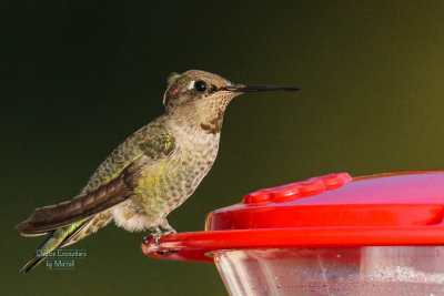 The first Hummer. About 20 ft away