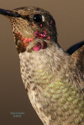 Full res crop