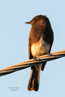 Black Phoebe