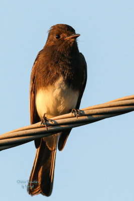 Black Phoebe