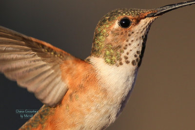 Full Res crop