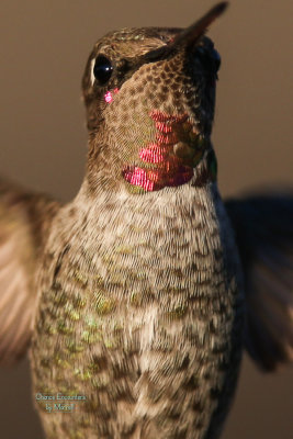 Full res crop
