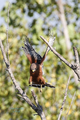 Sub Gallery: Red-shouldered Hawk