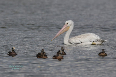 White Pelican