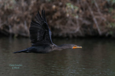 Cormorant