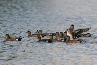 American Wigeons