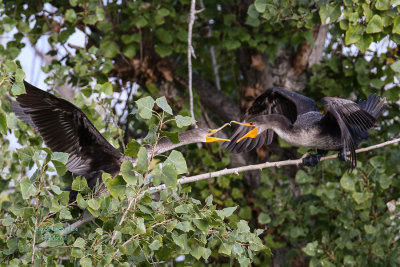 Cormorants communicating