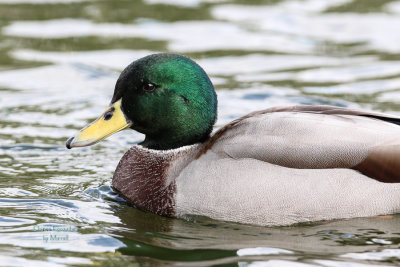 Mallard