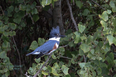 Kingfisher