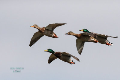 Mallards