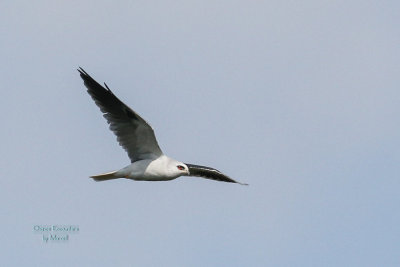 White-tailed Kite