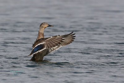 Female Mallard