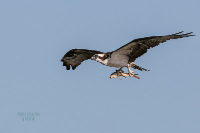 Sub Gallery: Ospreys