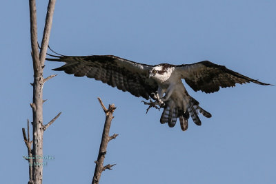 osprey-4.jpg