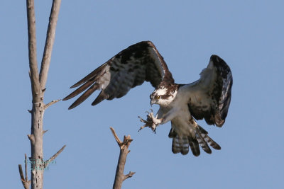 osprey-5.jpg