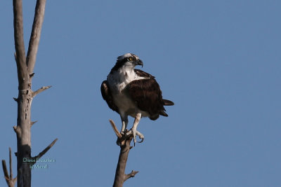 osprey-8.jpg