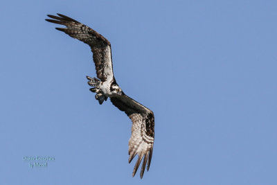 osprey-10.jpg