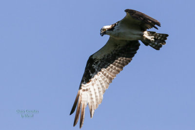 osprey-13.jpg