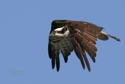 osprey-14.jpg