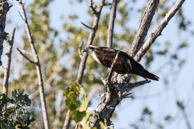 osprey-2.jpg