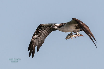 osprey-15.jpg