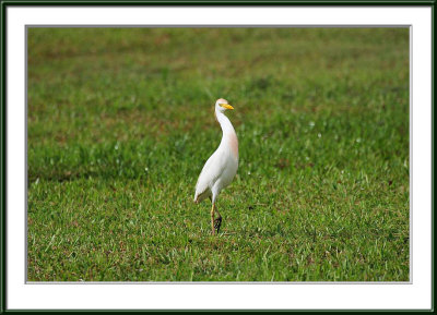 IMG_6068p.jpg