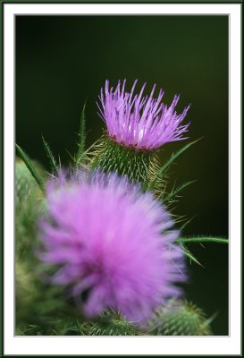 IMG_8720ps.jpg