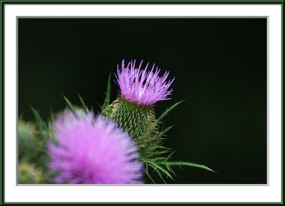 IMG_8725ps.jpg