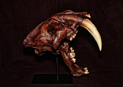Sabre Tooth 01 
