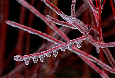 Ice Storm 15