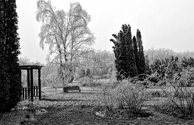 Ice Storm 29 BW