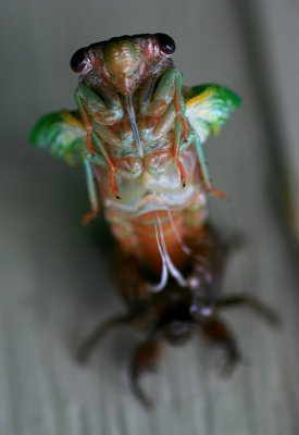 Cicada 002.jpg
