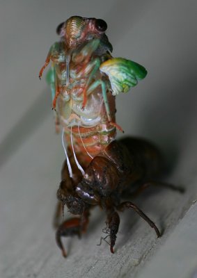 Cicada 004.jpg