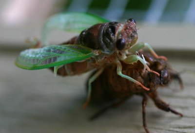 Cicada 014.jpg