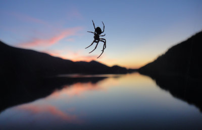 2012-08 Abendrot mit Spinne.jpg
