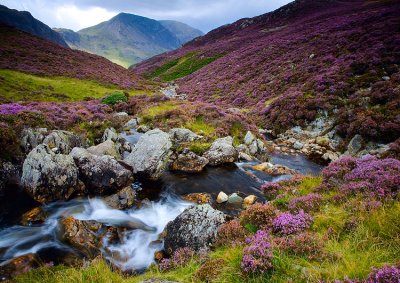 Fleetwith Heather