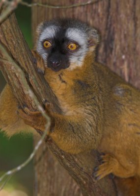 lemur1 2