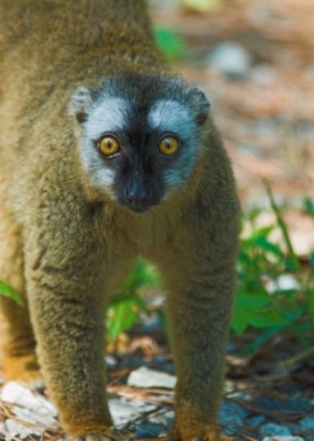 lemur1 3