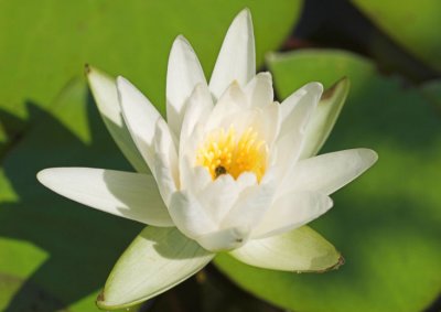 water Lily 1
