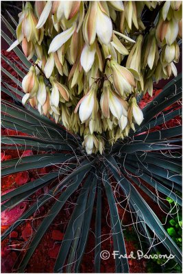 _DSC0902 Cactus Bloom  Compare with next image.  Which is best ?