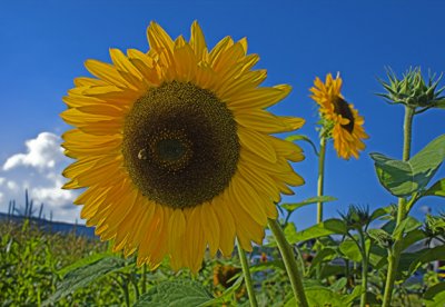 _MG_7150-sunflower-3-bee.jpg