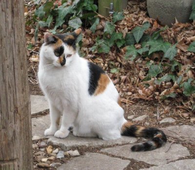 Gata